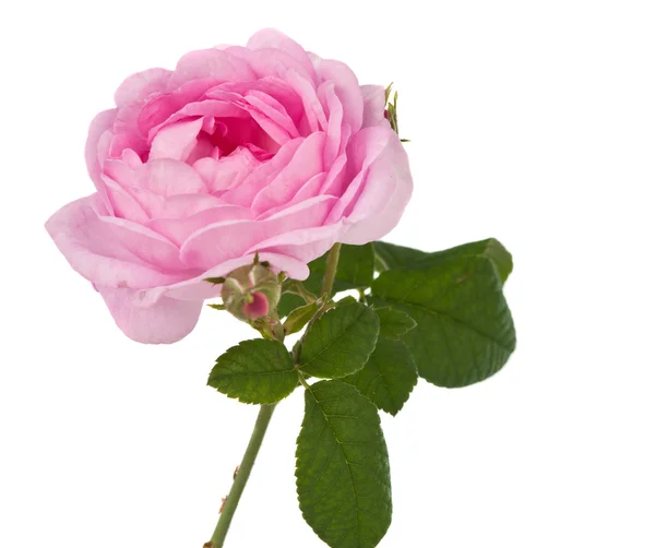 小さじピンクのバラ — ストック写真