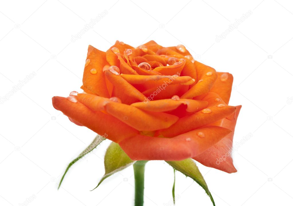 Small orange roses isolated