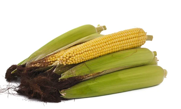 Izolovaná kukuřice — Stock fotografie