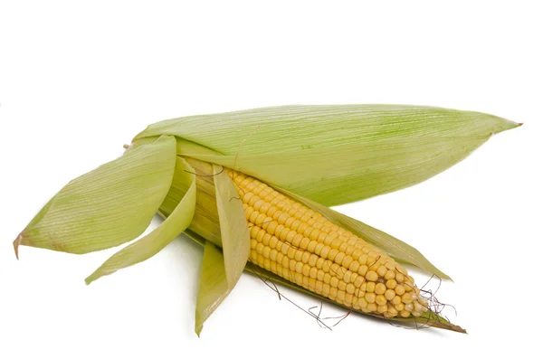 Kukorica izolált — Stock Fotó