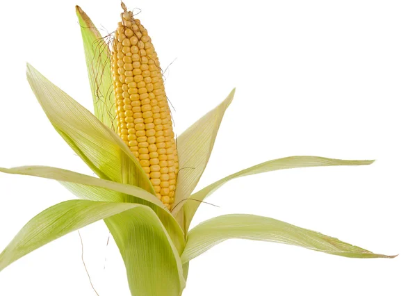 Кукурудза, ізольовані — стокове фото