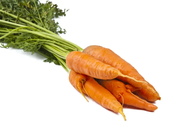 Carrot isolated — Stock Photo, Image