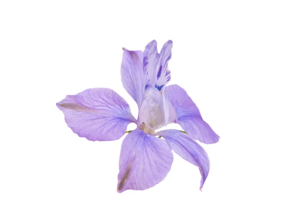 Izole küçük çiçek — Stok fotoğraf