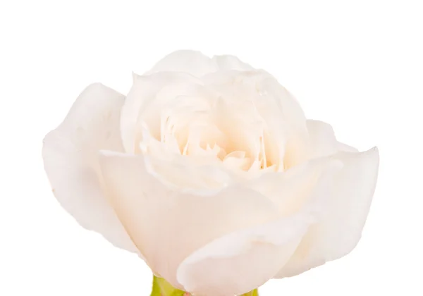 Rosa branca isolada — Fotografia de Stock