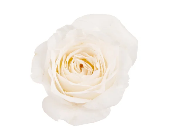 Rosa blanca aislada — Foto de Stock