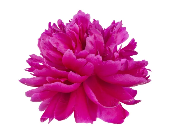 Peônia rosa isolada — Fotografia de Stock
