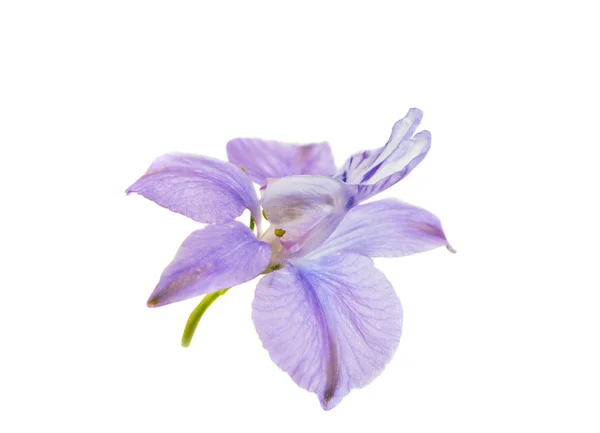 De kleine bloem is geïsoleerd — Stockfoto