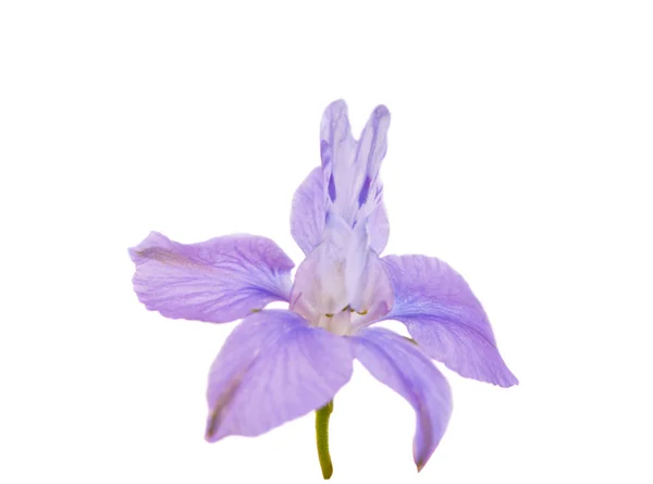 Elszigetelt kis virág — Stock Fotó