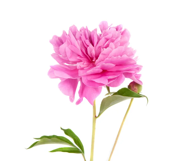 Peônia rosa isolada — Fotografia de Stock