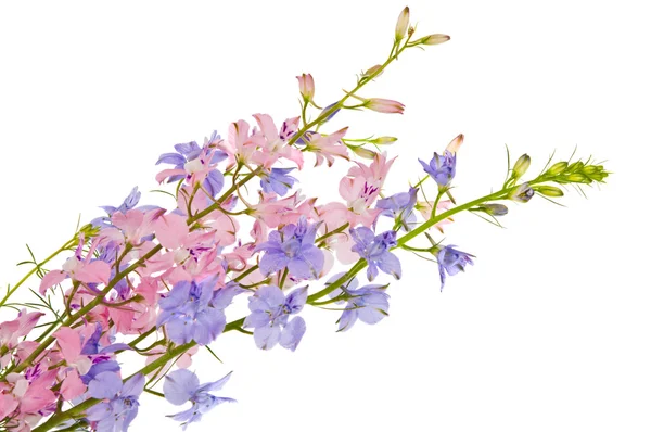 Bouquet of wild flowers isolated — Stock Photo, Image