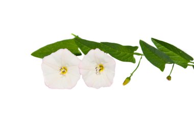 Hedge gündüzsefası Calystegia sepium (Convolvulus sepium) çiçek