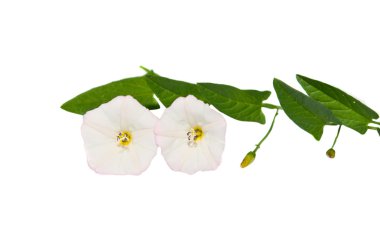 Hedge Bindweed Calystegia sepium (Convolvulus sepium) flower clipart