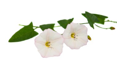 Hedge gündüzsefası Calystegia sepium (Convolvulus sepium) çiçek