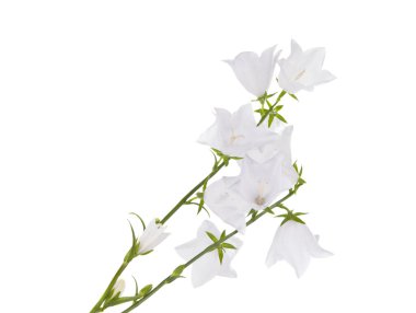izole beyaz çan çiçeği