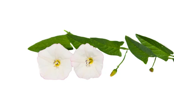 stock image Hedge Bindweed Calystegia sepium (Convolvulus sepium) flower