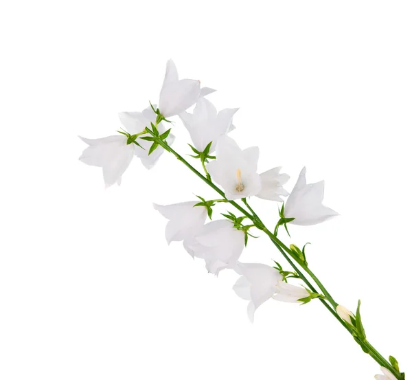 Květ bílý zvonek, samostatný — Stock fotografie