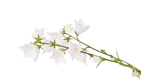 White bell flower isolated — Stock Photo, Image