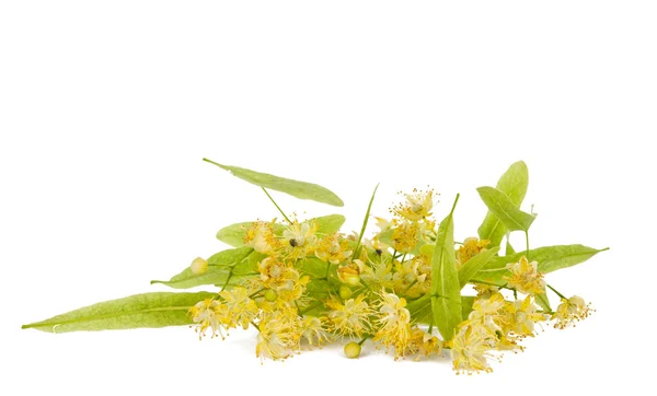 Flowers of linden tree — Stock Photo, Image
