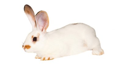beyaz tavşan izole
