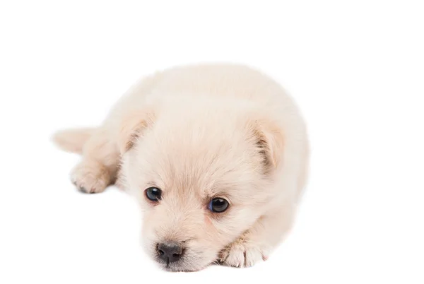 Puppy isolated — Stock Photo, Image