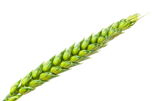 Grüne Weizenähren isoliert — Stockfoto