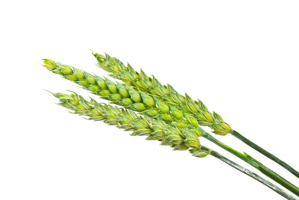 Yeşil buğday kulak izole — Stok fotoğraf