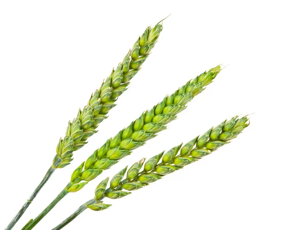 Orelhas de trigo verde isoladas — Fotografia de Stock