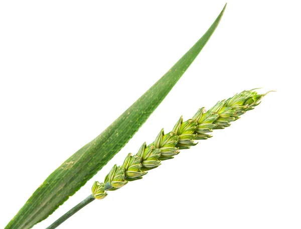 分離された緑の小麦の穂 — ストック写真