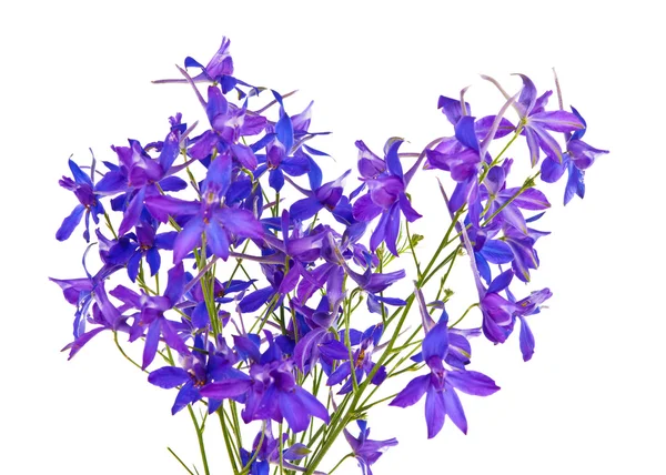 Azul flores prado isolado — Fotografia de Stock