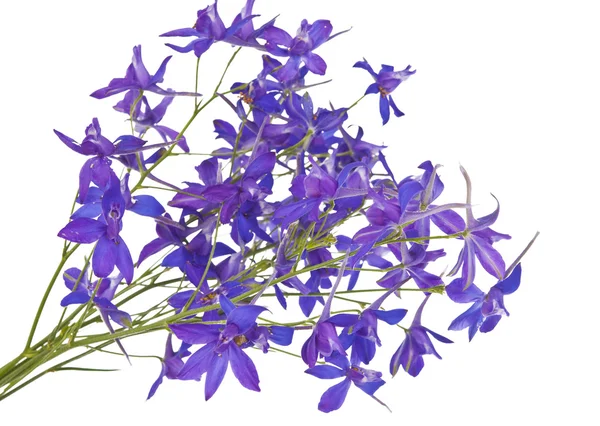 Flores de pradera azul aisladas — Foto de Stock