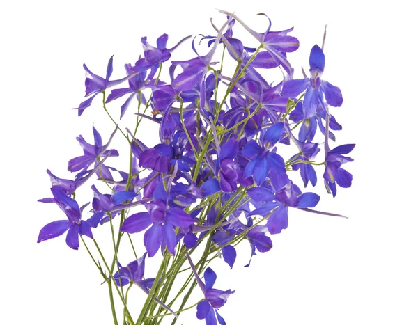 푸른 초원 꽃 절연 — 스톡 사진