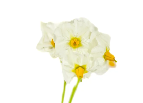 Bramborové květiny, samostatný — Stock fotografie