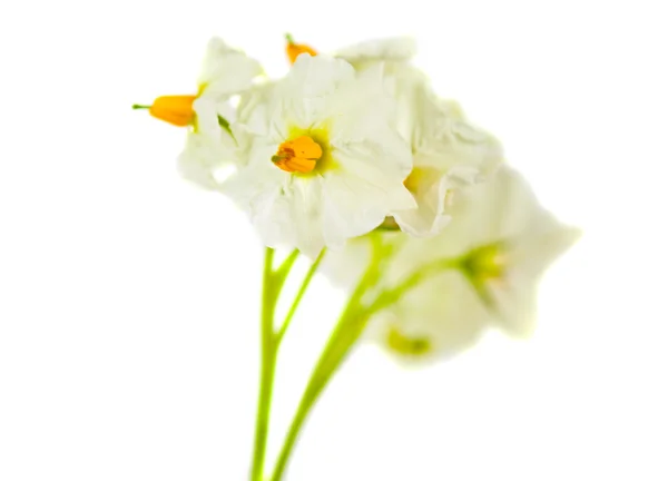 Flores de batata isoladas — Fotografia de Stock