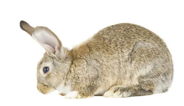 Conejo aislado — Foto de Stock