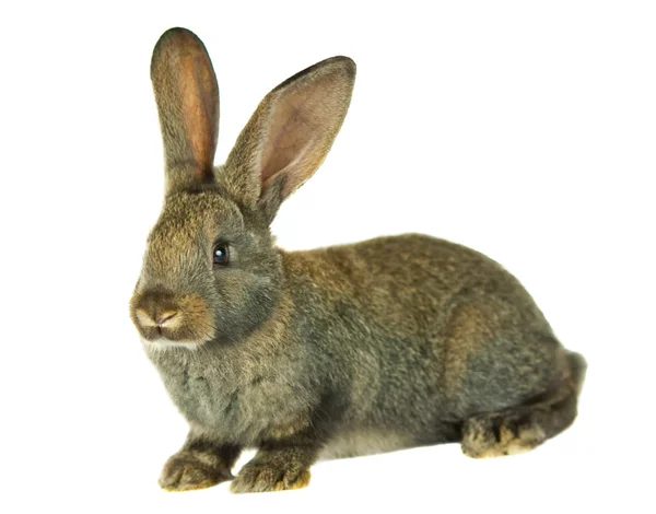 Gray rabbit isolated — Stock Photo, Image