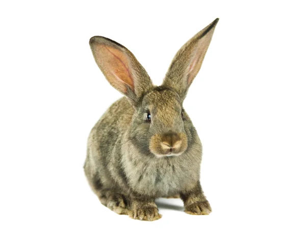 Gray rabbit isolated — Stock Photo, Image