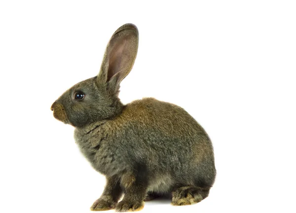 stock image Gray rabbit isolated