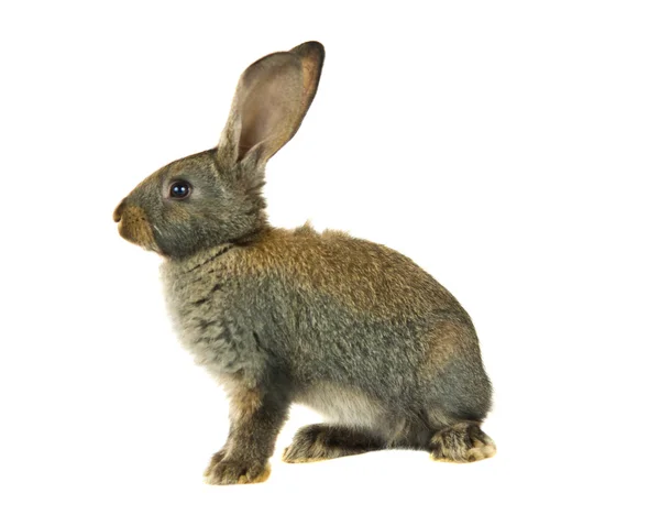 Šedý králík izolované — Stock fotografie