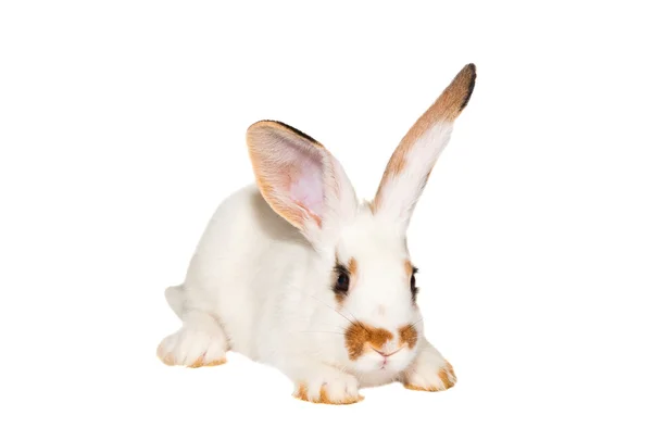 Beyaz tavşan izole — Stok fotoğraf