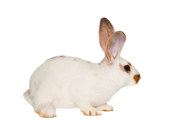Белый кролик изолирован — стоковое фото