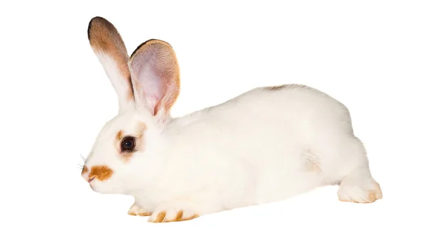 Conejo blanco aislado —  Fotos de Stock
