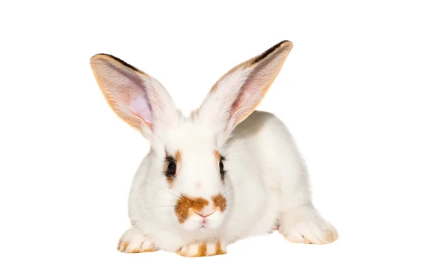 Beyaz tavşan izole — Stok fotoğraf