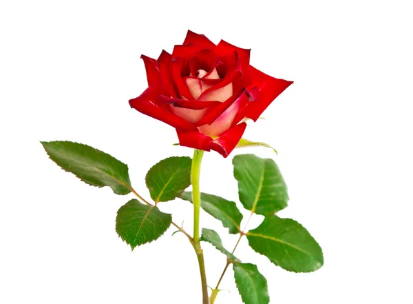 Rosa roja aislada —  Fotos de Stock