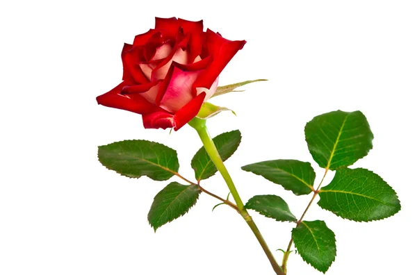 Rosa roja aislada —  Fotos de Stock