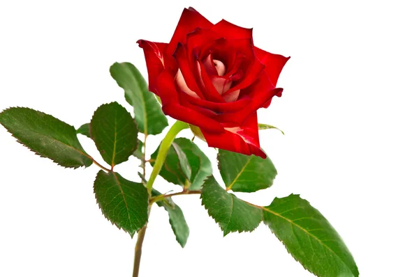 Червона троянда, ізольовані — стокове фото