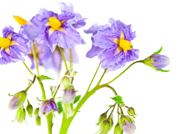 Potato flowers isolated Royalty Free Stock Images