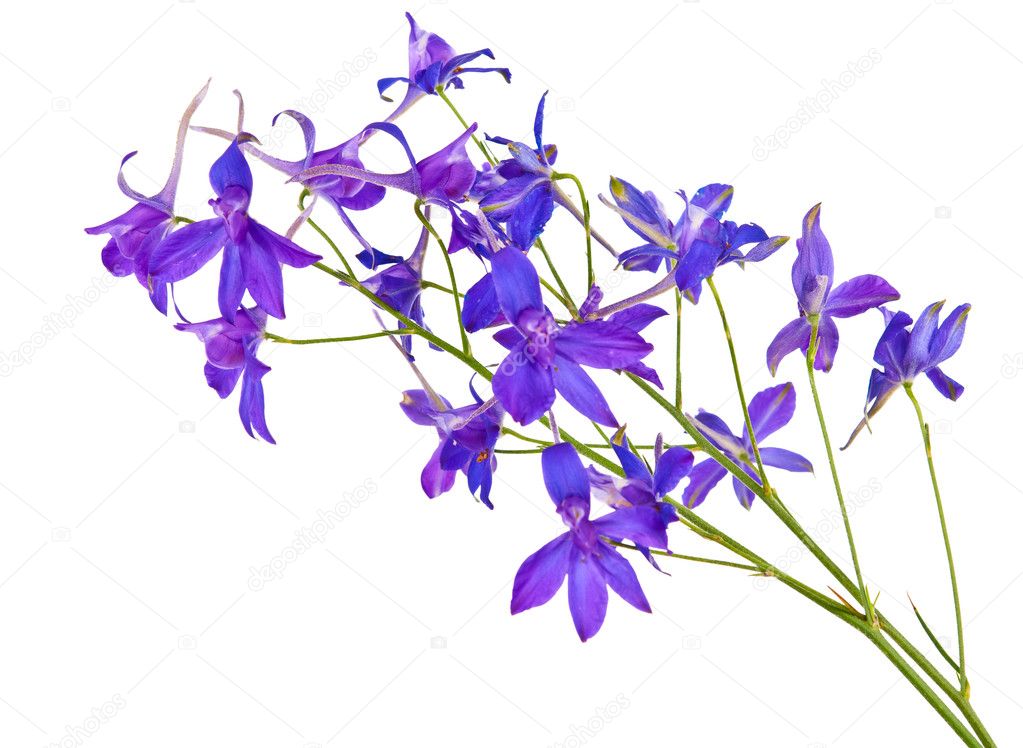 Blue meadow flowers isolated