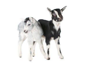 Little goat isolated clipart