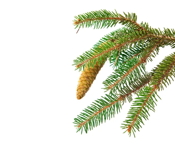 Spruce branch with cone isolated — Stock Photo, Image