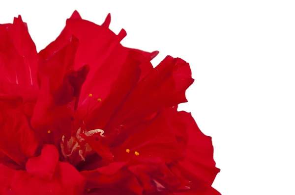 Hibisco rojo —  Fotos de Stock